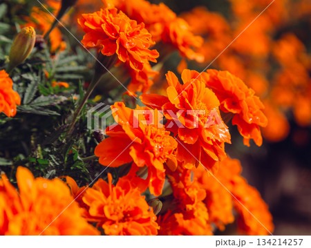 あかぼり小菊の里　マリーゴールドの花2ー16 134214257