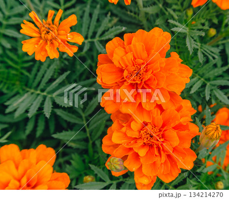 あかぼり小菊の里　マリーゴールドの花2ー29 134214270