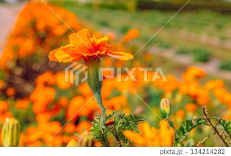 あかぼり小菊の里 マリーゴールドの花2ー41 あかぼり小菊の里 マリーゴールドの花2ー41 134214282