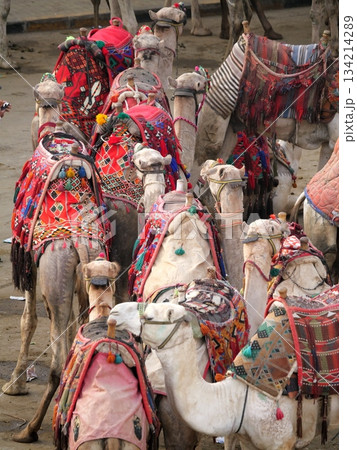 待機中の観光用のラクダ 134214289
