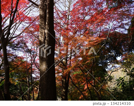 黄色いイチョウが散り、モミジだけとなった真っ赤な世界の鎌倉の獅子舞の風景 134214310