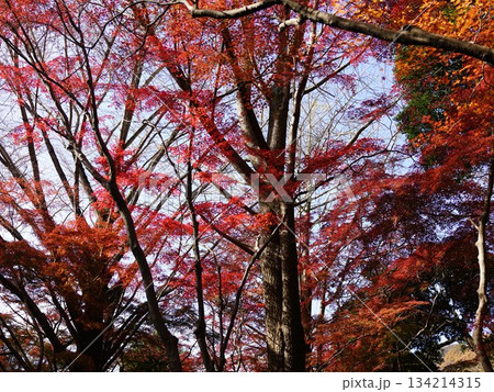 黄色いイチョウが散り、モミジだけとなった真っ赤な世界の鎌倉の獅子舞の風景 134214315