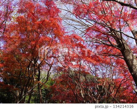 黄色いイチョウが散り、モミジだけとなった真っ赤な世界の鎌倉の獅子舞の風景 134214316