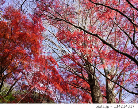 黄色いイチョウが散り、モミジだけとなった真っ赤な世界の鎌倉の獅子舞の風景 134214317