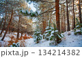 雪が降った森 134214382