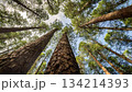 針葉樹が空高く伸びている様子　あおり 134214393