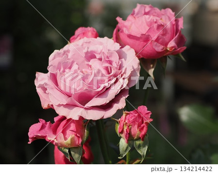 初夏の光に咲く ― 春日市・庭の薔薇『シャンテ・ロゼ・ミサト』 134214422