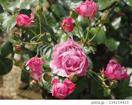 香り宿す花影 ― 春日市・薔薇『ラ・ローズ・ドゥ・モリナール』の朝 香り宿す花影 ― 春日市・薔薇『ラ・ローズ・ドゥ・モリナール』の朝 134214423