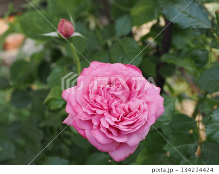 蕾と咲き姿の対話 ― 春日市・薔薇『ラ・ローズ・ドゥ・モリナール』 134214424