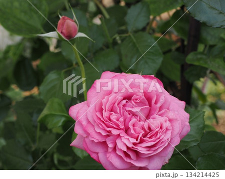 咲きゆく静寂 ― 春日市・薔薇『ラ・ローズ・ドゥ・モリナール』の光景 134214425