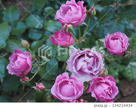 咲き揃う静紫 ― 春日市・薔薇『シュリンクス』のひととき 134214434