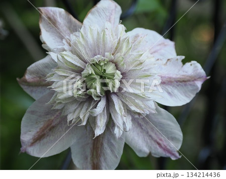 光を抱く花層 ― 春日市・クレマチス『水面の妖精』の静景 光を抱く花層 ― 春日市・クレマチス『水面の妖精』の静景 134214436
