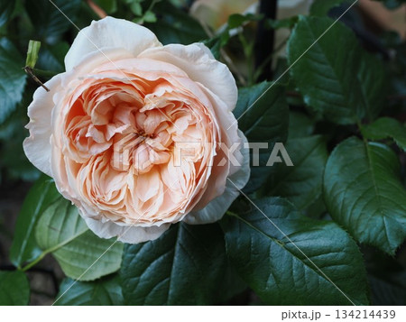 淡桃の静寂 ― 春日市・禅ローズ『真宙』のひと輪 134214439