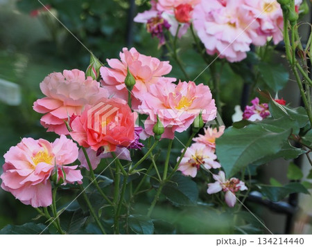 色彩の交響 ― 春日市・薔薇『アリュマージュ』の群咲 134214440