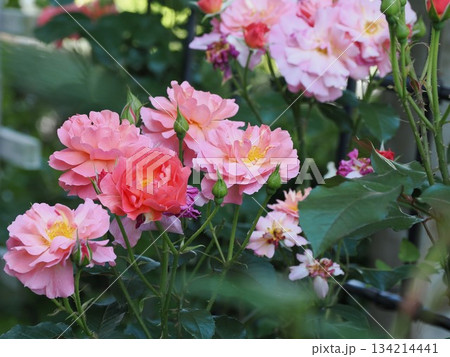 色彩の重奏 ― 春日市・薔薇『アリュマージュ』の咲き揃い 色彩の重奏 ― 春日市・薔薇『アリュマージュ』の咲き揃い 134214441