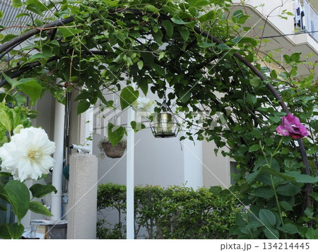 白と紅の交差 ― 春日市・クレマチス『ダッチェス・オブ・エジンバラ』と『モンプレジール』の共演 134214445