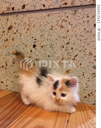子猫 134214501