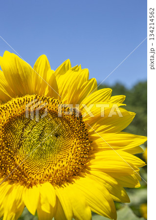Bees and sunflowers on a summer day Bees and sunflowers on a summer day 134214562
