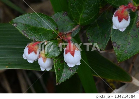 十和田八幡平国立公園の八幡沼で見た釣鐘型の白色の花が可愛いアカモノ 134214584