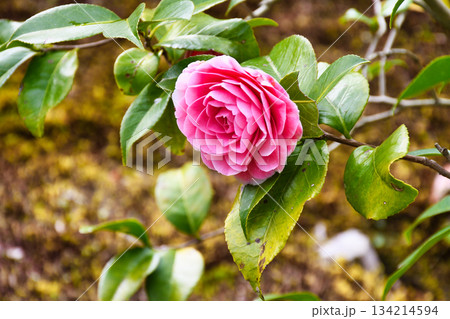 京都　霊鑑寺　春の特別拝観　美しい椿の花（京都府京都市左京区） 134214594