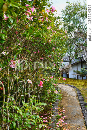 京都　霊鑑寺　春の特別拝観　美しい椿の花（京都府京都市左京区） 134214595
