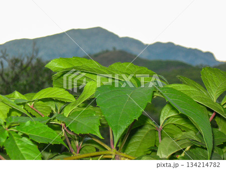 Green leaves close up with mountain backdrop nature background horizontal Green leaves close up with mountain backdrop nature background horizontal 134214782