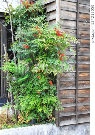 縁起のよい南天の木 神楽坂三丁目 縁起のよい南天の木 神楽坂三丁目 134215059