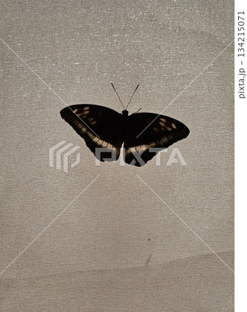 This is butterfly on the wall This is butterfly on the wall 134215071