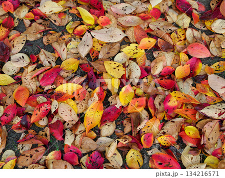 地面の上の紅葉した秋の落ち葉 地面の上の紅葉した秋の落ち葉 134216571