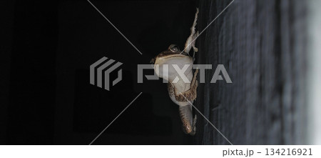 Tree frog clinging to wall at night 134216921