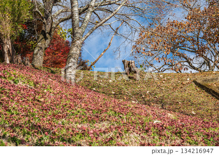 山の斜面に散るモミジの落ち葉　京都府笠置町 134216947