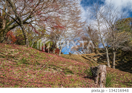 山の斜面に散るモミジの落ち葉 京都府笠置町 山の斜面に散るモミジの落ち葉 京都府笠置町 134216948