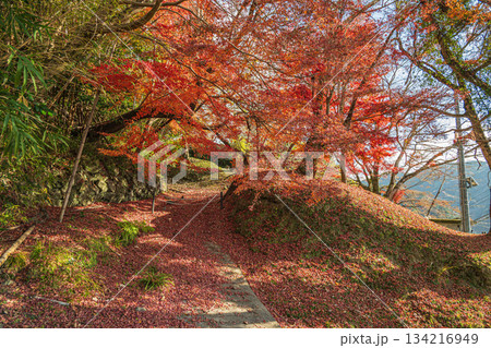 初冬の里山風景 山を彩るモミジの落ち葉 京都府笠置町 初冬の里山風景 山を彩るモミジの落ち葉 京都府笠置町 134216949