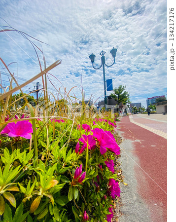 青い空と海と赤い花 134217176