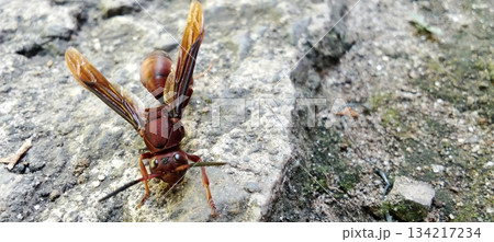 Red oriental wasp on rough rock surface Red oriental wasp on rough rock surface 134217234