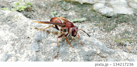 Red oriental wasp on rough rock surface Red oriental wasp on rough rock surface 134217236