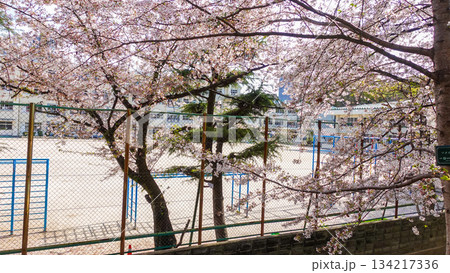 道路沿いに咲く満開の桜 134217336