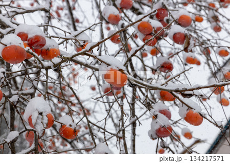 雪が積もった柿の木 雪が積もった柿の木 134217571