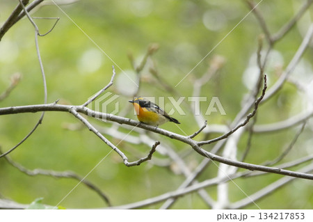 キビタキ　黄鶲　Ficedula narcissina　北海道野鳥 134217853