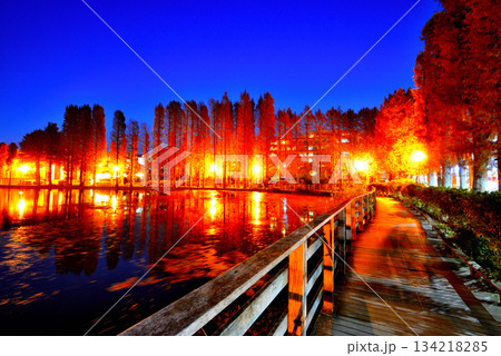 晩秋の別所沼公園　紅葉した落葉針葉樹の夜景 134218285