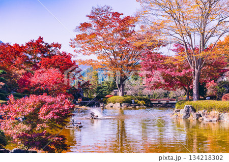 桜山公園　紅葉風景1ー13 134218302