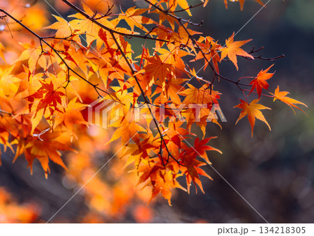 桜山公園 紅葉風景1ー51 桜山公園 紅葉風景1ー51 134218305