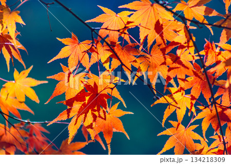 桜山公園　紅葉風景1ー 134218309