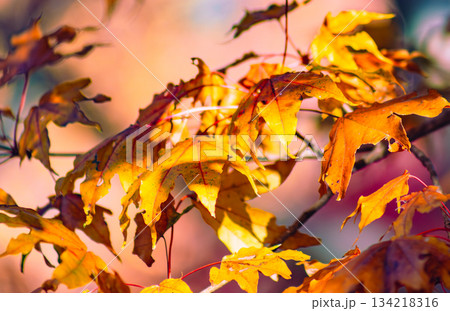 桜山公園　紅葉風景1ー61 134218316
