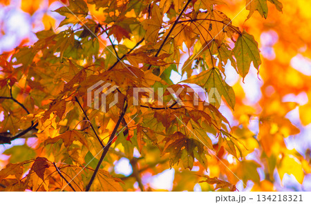 桜山公園 紅葉風景1ー66 桜山公園 紅葉風景1ー66 134218321