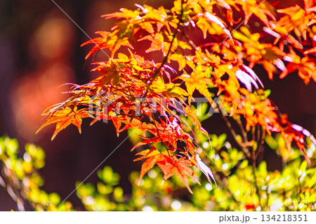 桜山公園　紅葉風景1ー94 134218351