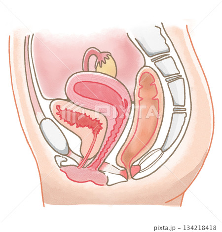 女性の子宮や卵巣、生殖器を水彩でシンプルに描いた断面イラスト 134218418