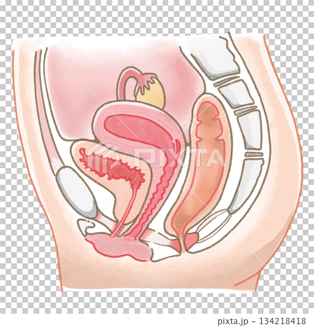 女性の子宮や卵巣、生殖器を水彩でシンプルに描いた断面イラスト 134218418