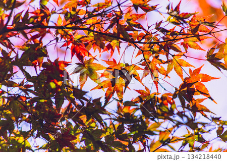 桜山公園　紅葉風景1ー14 134218440