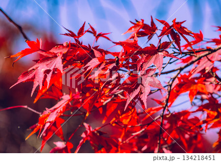 桜山公園 紅葉風景1ー25 桜山公園 紅葉風景1ー25 134218451
